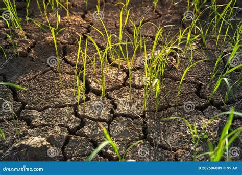 The Plants Grow on the Dry Ground Stock Image - Image of background ...