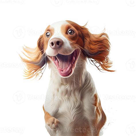 Cute and happy dog 18871734 PNG