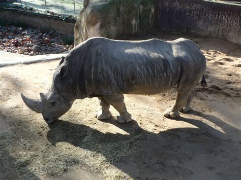 Southern white rhinoceros - ZooChat