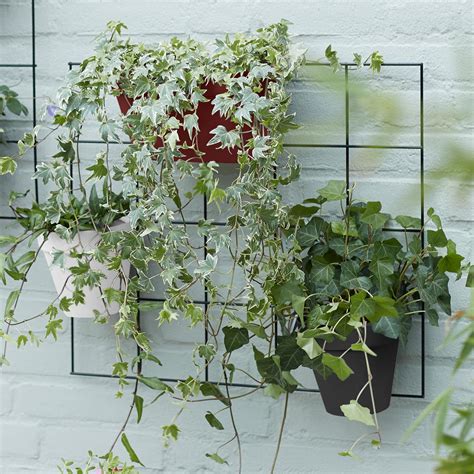 Buy Urban Display Plant Wall Frame — The Worm that Turned ...