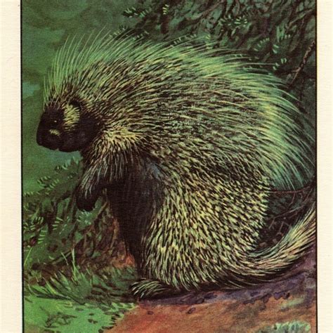 Porcupine Art - Etsy