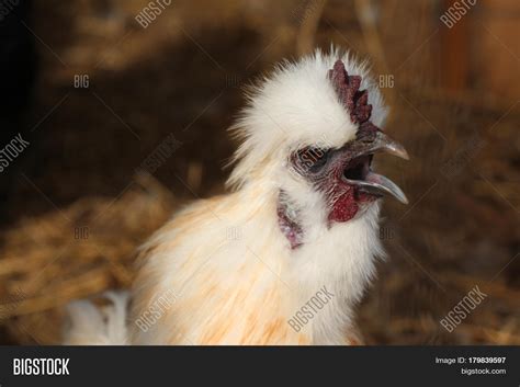 White Silkie Bantam Rooster