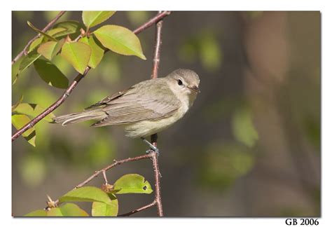 WARBLING VIREO