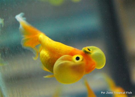 Cute Bubble Eye Goldfish