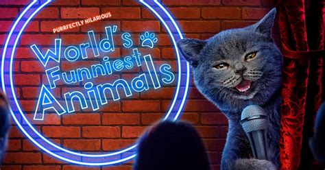 World's Funniest Animals - 'Episode 312' - CW Seattle