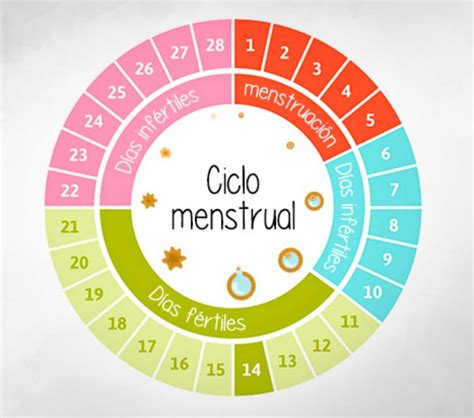 Ciclo Menstrual Mapa Conceptual Lauze Images And Photos Finder | The Best Porn Website