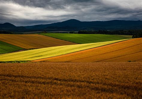 Nailing the Shot: Composing to Showcase Wheat Field Patterns