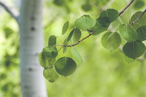 Aspen Tree Types - Information About Aspen Trees Varieties