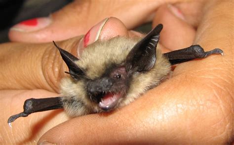 Little Brown Myotis - Flathead Audubon Society