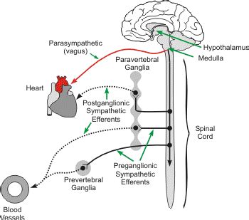 What are ganglia in the nervous system? | Socratic