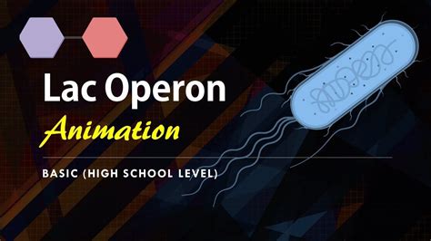 Lac Operon (Basic) Animation || Gene regulation in Prokaryotes