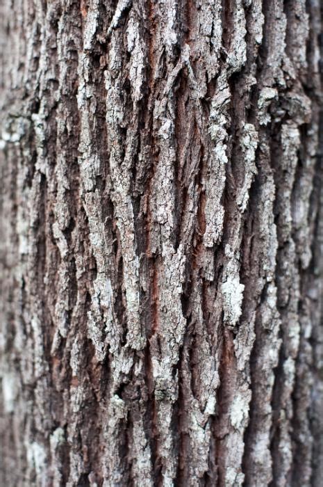 Free image of tree bark