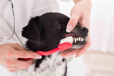 Best Dog Toothbrushes in 2020 (Top 5 List) - Ultimate Home Life