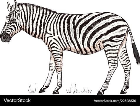 African zebra wild animal on white background Vector Image