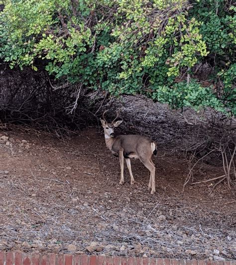 wildlife-on-catalina-island • Low Carb Nomad