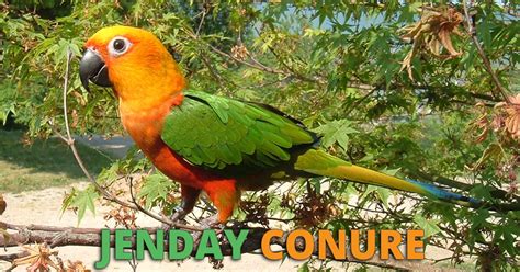 Jenday Conure Care Guide: Prices, Lifespan and Behavior