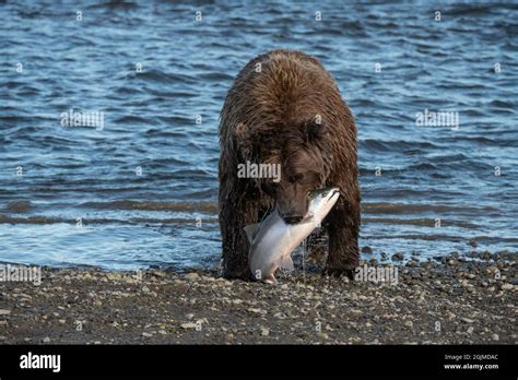 Alaskan Coastal Brown Bear Fishing Stock Photo - Alamy