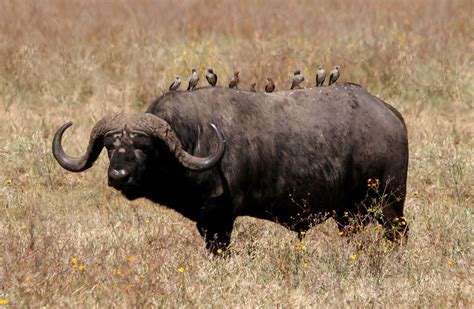 African Buffalo | High Definition Wallpapers|Cool Nature Wallpapers