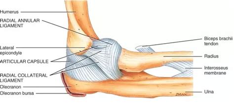 Elbow Anatomy Olecranon Bursa