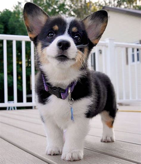 tri color pembroke welsh corgi puppies for sale - Carmina Ashmore