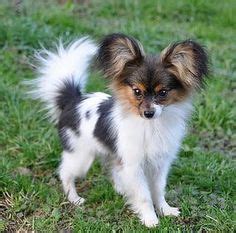 Teacup+Papillon+Puppies+For+Sale | Papillon (Pappillon) Puppies Dogs Sale Breeders Papillons ...