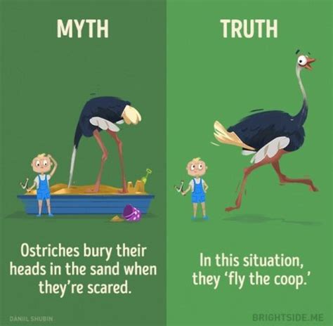 12 Myths About Animals That We Still Believe - Magicorama