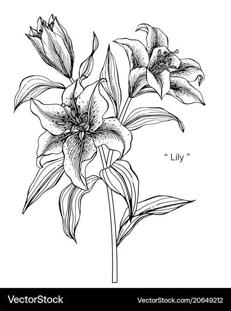 Lily flower drawing Royalty Free Vector Image - VectorStock