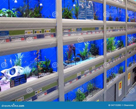 Fish Swimming in Tanks in a Pet Store. Editorial Image - Image of ...