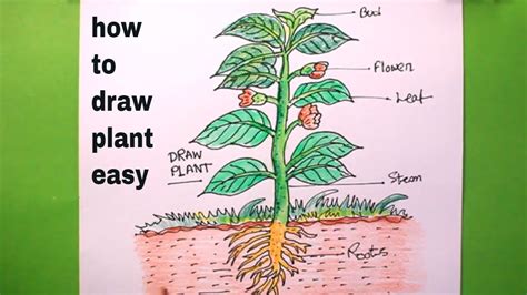 How TO Draw a plant step by step(very easy)/let's draw the plarts of a plant, - YouTube