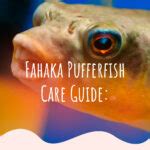 Fahaka Pufferfish (Tetraodon Lineatus) Care Sheet