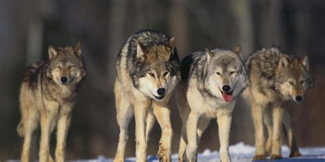 Wolves in Paradise? Yellowstone's Wolves in Transition | HuffPost