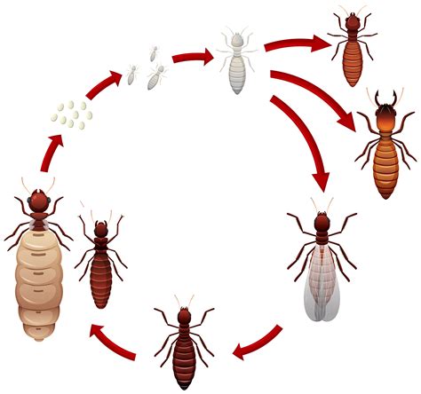 Termite Eradication white ants nest treatment, Subterranean Underground