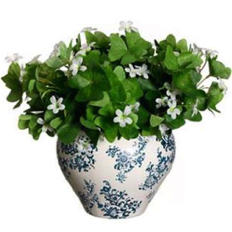 Indoor Plants to Spruce Up Your Home All Year Long