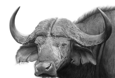 Buffalo Outline Drawing at PaintingValley.com | Explore collection of ...