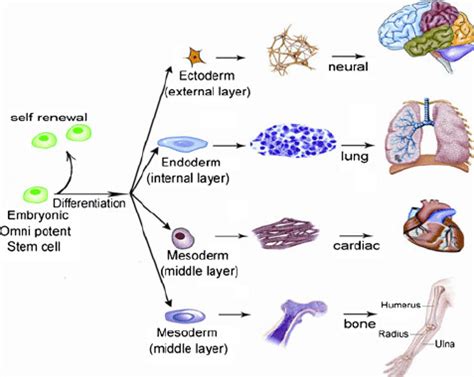 Stem Cell Differentiation Chart