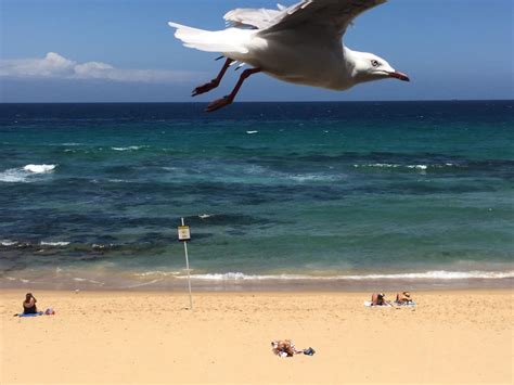 Two Monster Sharks Are Eating Dolphins And Closing Australian Beaches