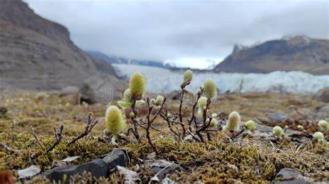 Close Up of Arctic Tundra Plants with Mountains in the Background Stock ...