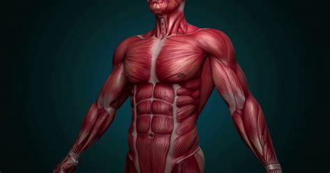 The 3 types of muscles (and their characteristics) | 【 2024