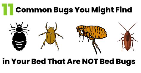 11 Common Bugs in the Bed That Are Not Bed Bugs