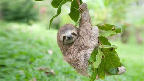 Sloth Baby Hanging On A Branch Outside - Sloth Of The Day