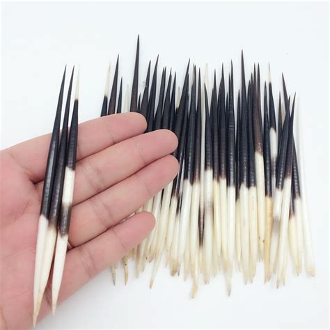 Will Porcupine Quills Come Out? Unveiling The Quill Extraction Mystery