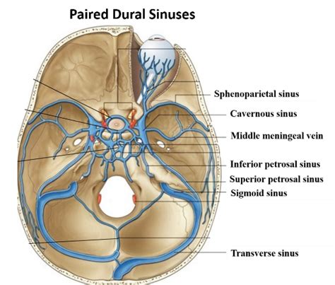 Dural Venous Sinuses – Anatomy QA