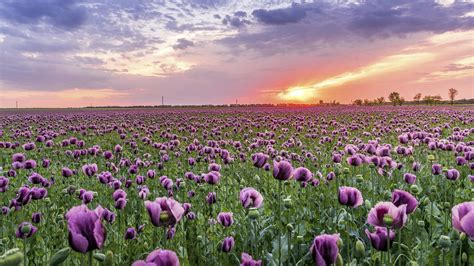 Download 4K Sky Sunset Purple Opium Poppy Wallpaper | Wallpapers.com