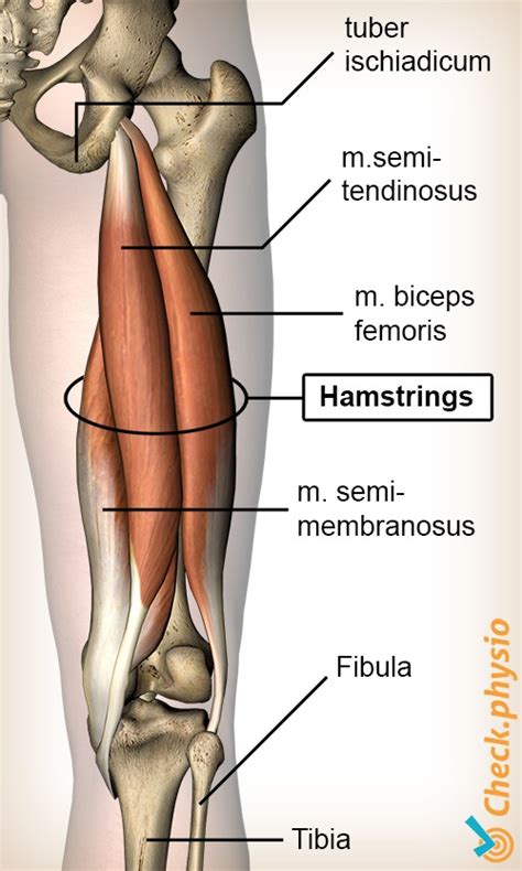 Hamstring Muscles Anatomy