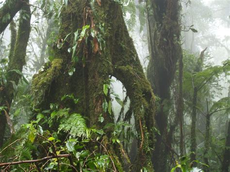 Cloud Forest: Animals That Live In The Cloud Forest