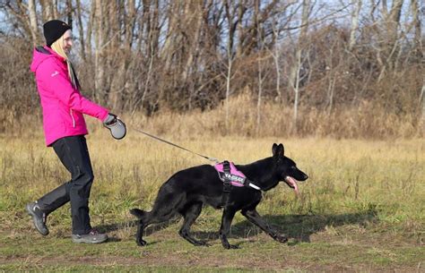 4 Best Dog Poop Training Sprays [2025 Reviews]: Potty Training Aids!