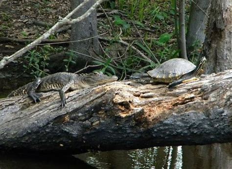 Photo Gallery | Jean Lafitte Swamp Tours