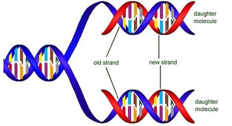 DNA Replication - SBI4U RESOURCE WEBSITE