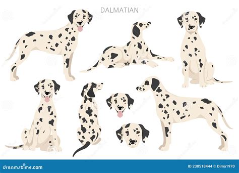 Dalmatian Dogs Clipart. Different Poses, Coat Colors Set Stock Vector ...