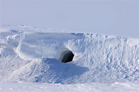 Site Of A Polar Bear Den In The Spring Photograph by Steven J ...